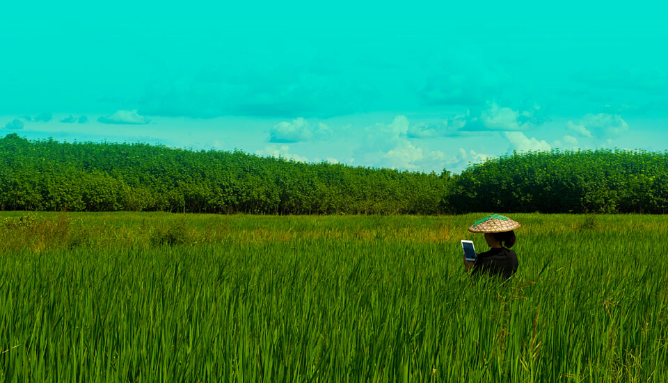 Woman in rice field